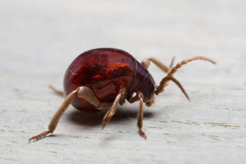 Anobiidae Ptininae - Gibbium Psylloides